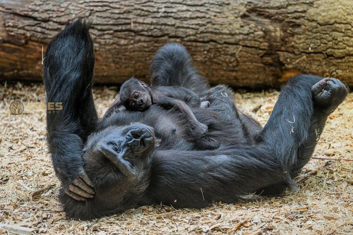 PRAGUE ZOO