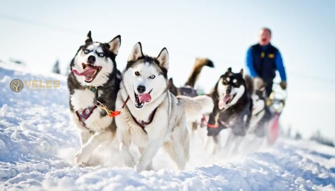 DOG RIDING IN LAPLAND