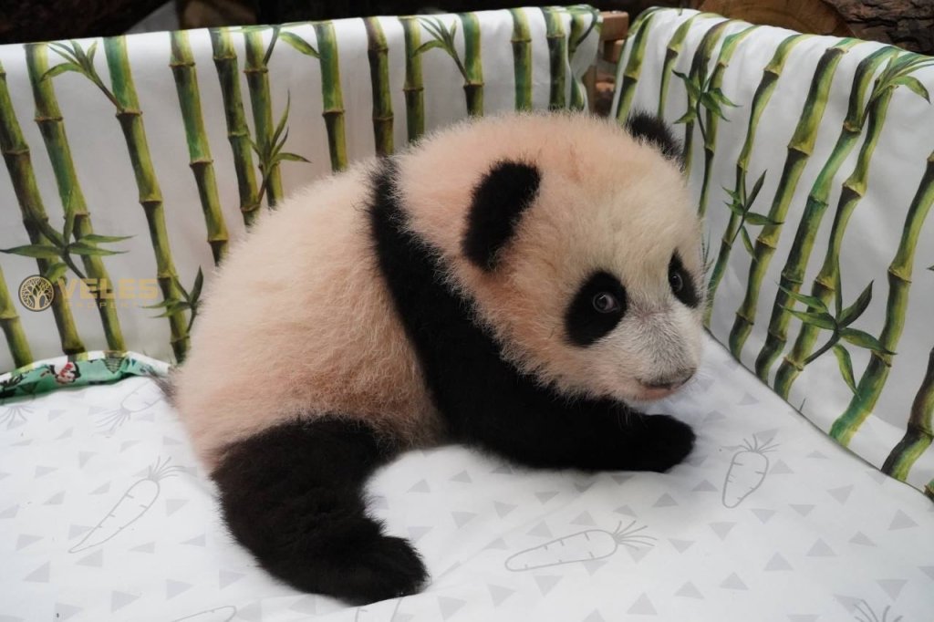 A LITTLE PANDA WAS BORN