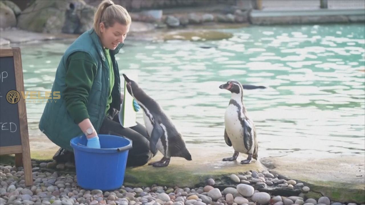 LONDON ZOO COUNTING PETS