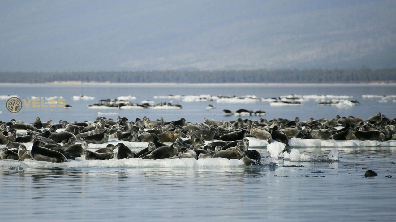 SEALS ON BAIKAL