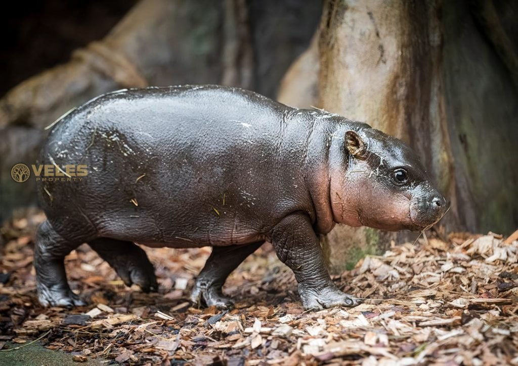 RARE Dwarf Hippopotamus in the CZECH REPUBLIC