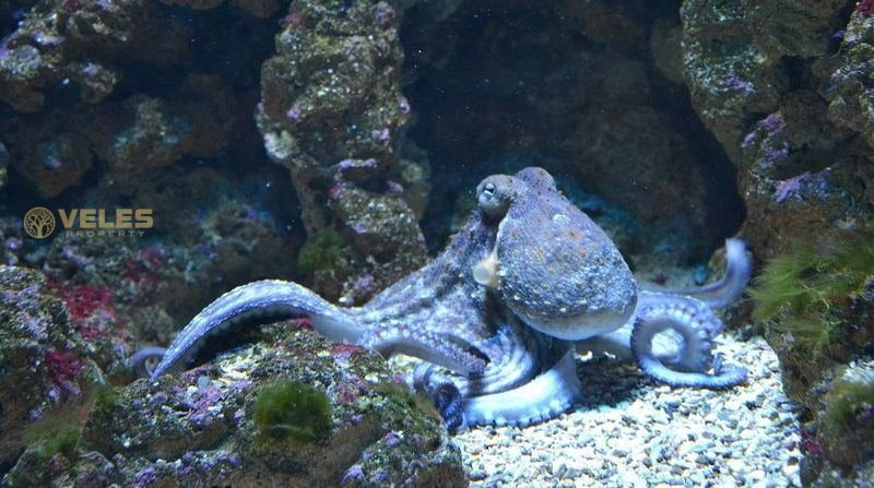 4 NEW OCTOPUS SPECIES OFF COSTA RICA'S COAST.