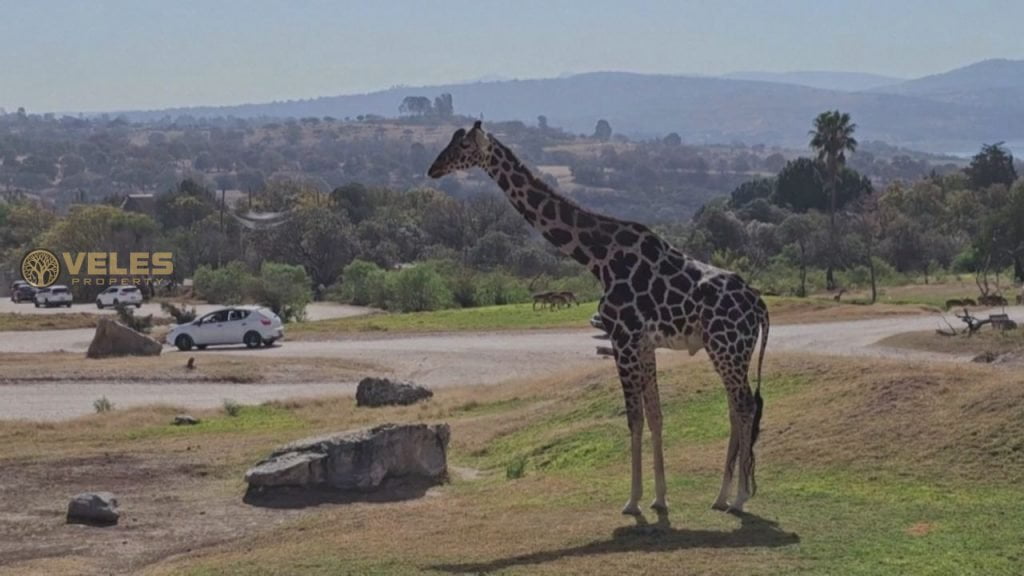 A GIRAFFE FOUND A FAMILY IN THE SAFARI PARK