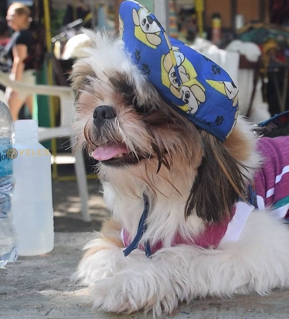 DOG CARNIVAL IN RIO: PREPARATION