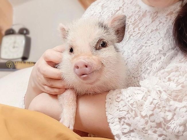 CAFE WITH MINIPIGS IN JAPAN