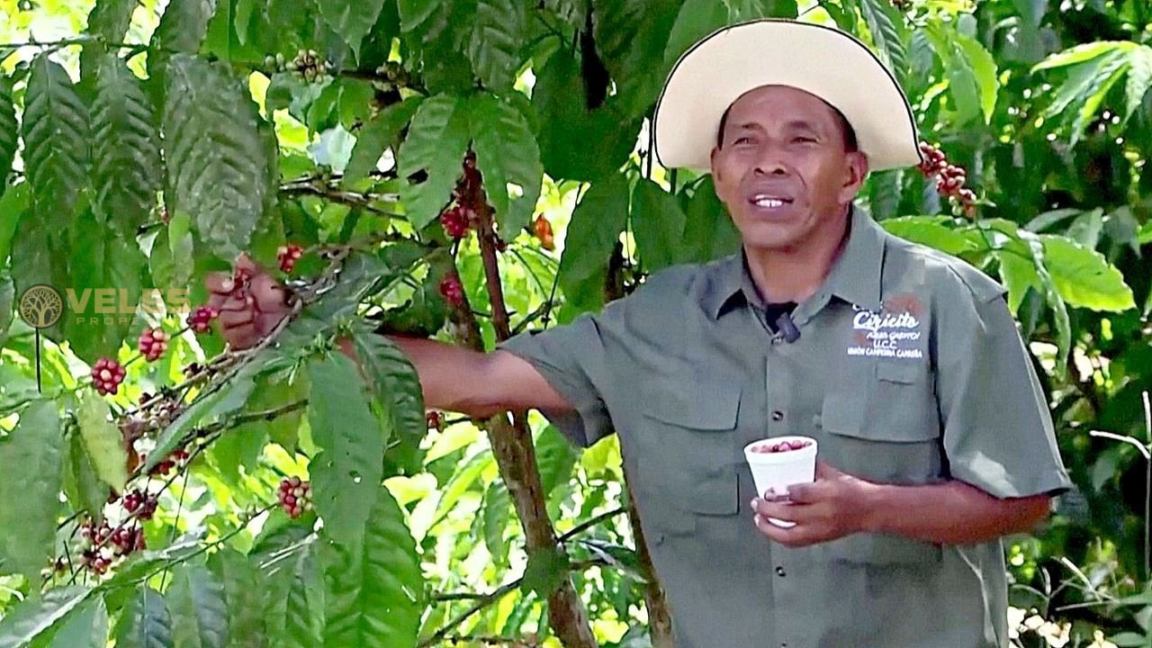 COFFEE FARMERS HELP THE PANAMA CANAL