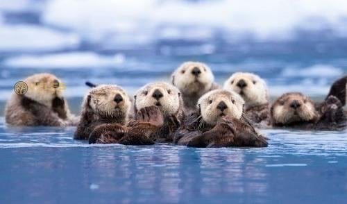 SEA OTTERS WILL SAVE CALIFORNIA'S COASTLINE