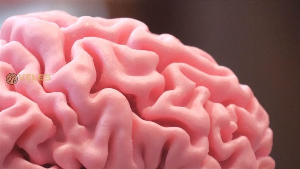 AN EXHIBITION IN LONDON IS DEDICATED TO THE BRAIN