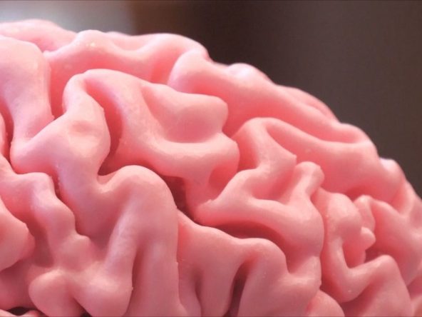 AN EXHIBITION IN LONDON IS DEDICATED TO THE BRAIN