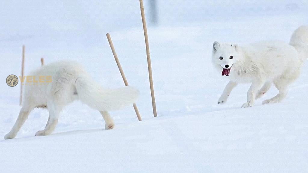 ARCTIC FOXES ARE BRED IN NORWAY