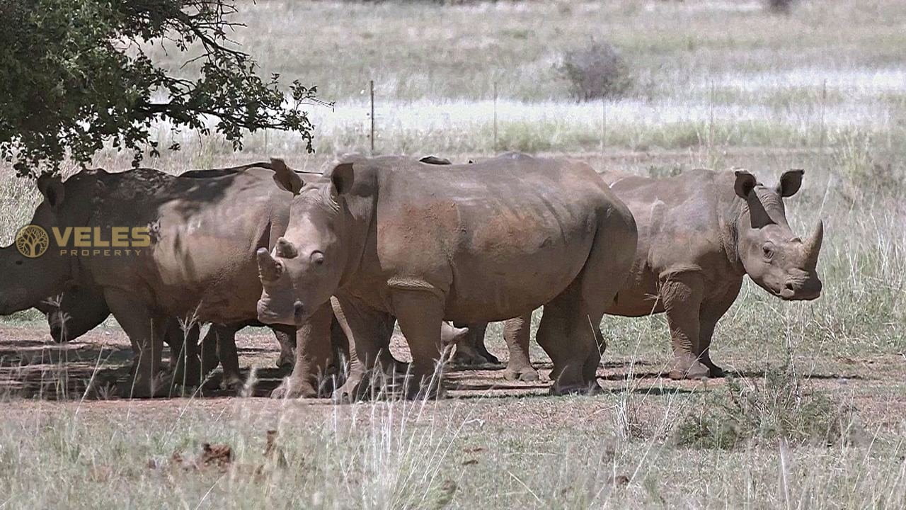 2000 WHITE RHINOS WILL BE RETURNED TO THE WILD