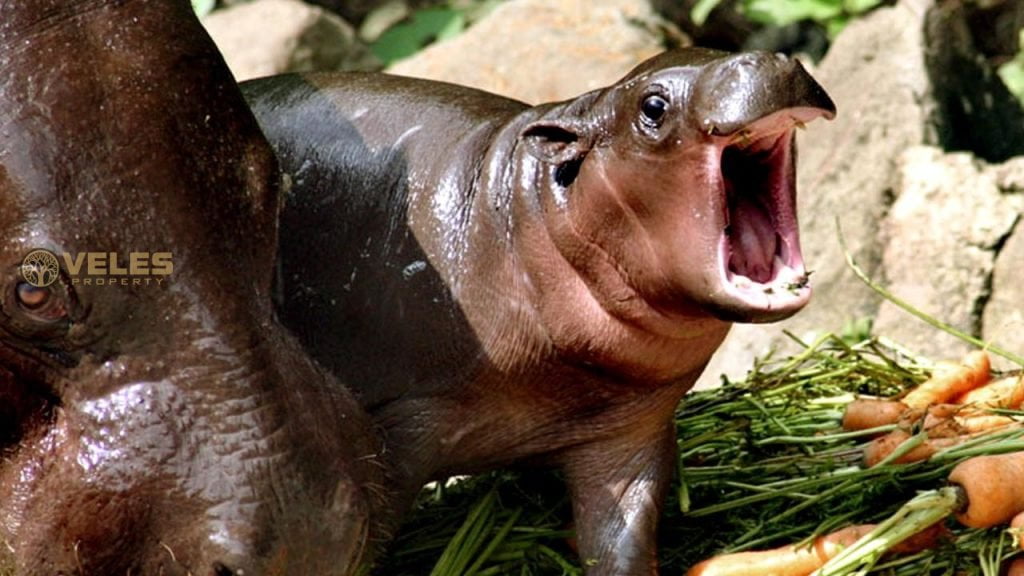 A RARE SPECIES OF Hippopotamus Was Born In A Zoo In Athens