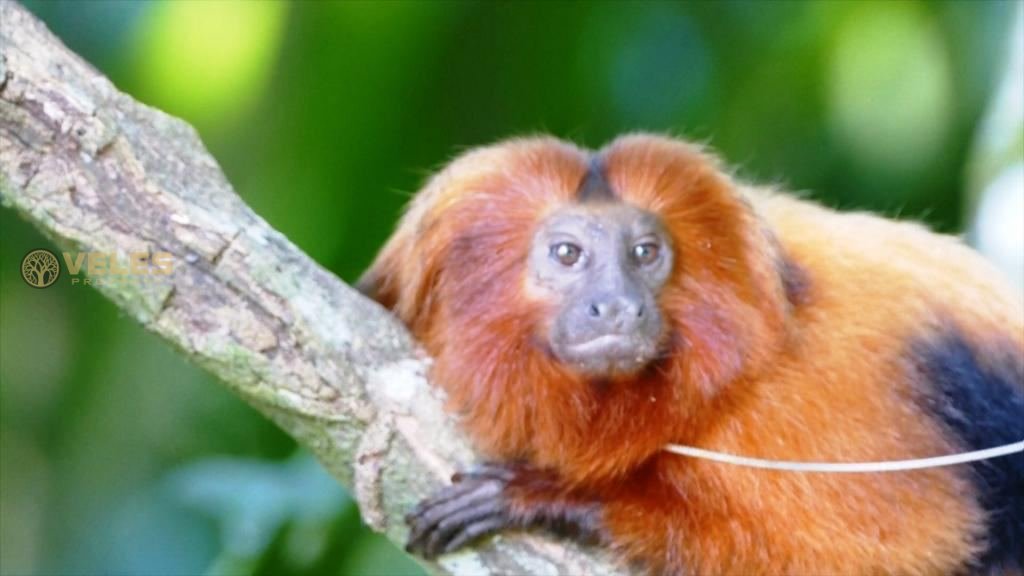 THE ATLANTIC FOREST IS RESTORING IN BRAZIL