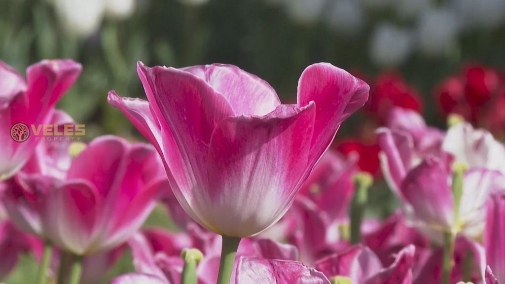 TULIP FESTIVAL IN ISTANBUL