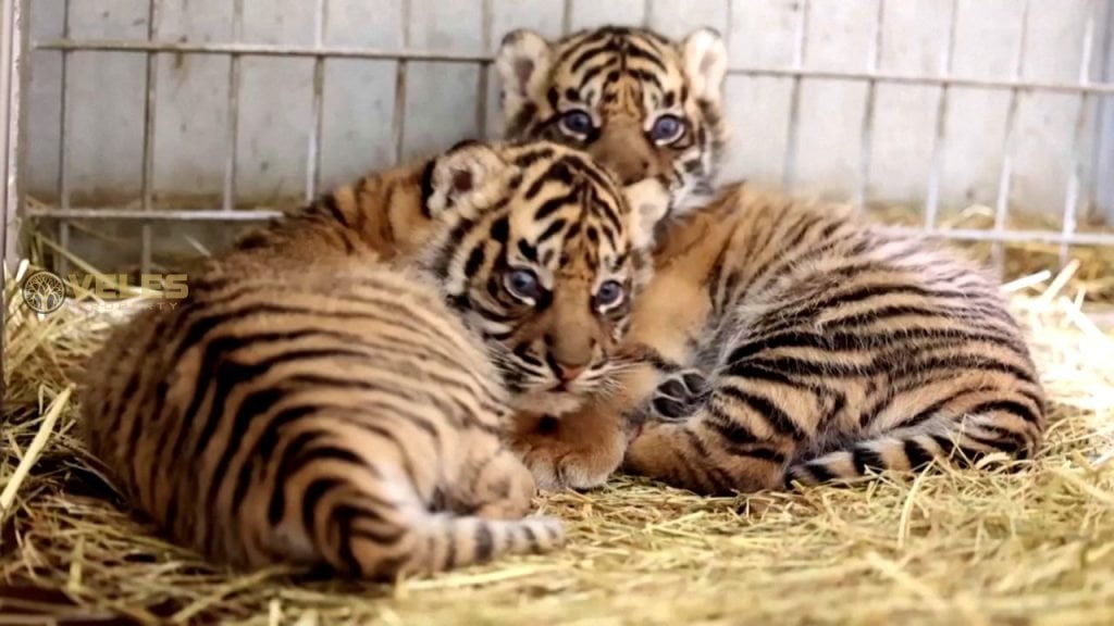 TWO RARE TIGERS PRESENTED AT A ZOO IN FRANCE