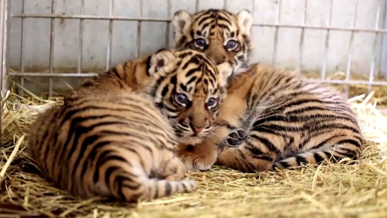 TWO RARE TIGERS PRESENTED AT A ZOO IN FRANCE