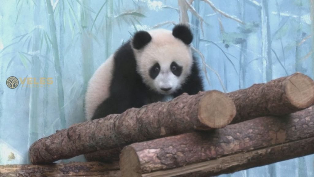 MOSCOW ZOO: OUTDOOR ENVIRY FOR PANDAS