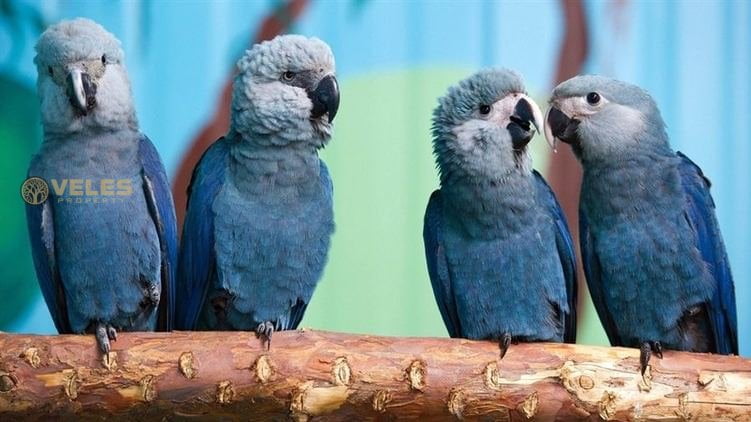 BLUE Macaws: NEW HOME IN SAO PAULO