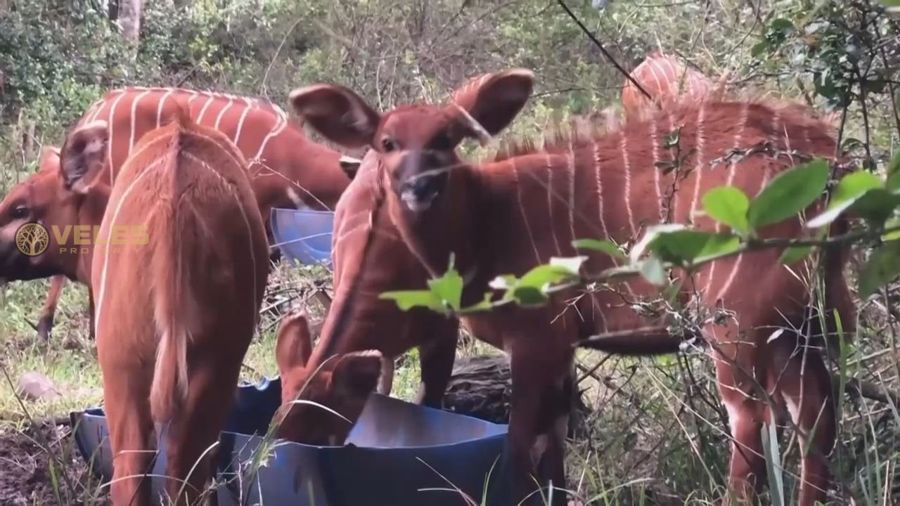 TWO RARE FOREST ANTELOPE RELEASED INTO A PROTECTED RESERVE IN KENYA