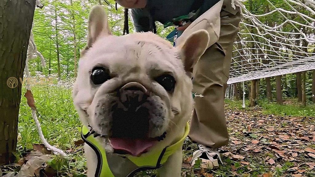 DOG SPORTS – A NEW TREND AMONG THE CHINESE