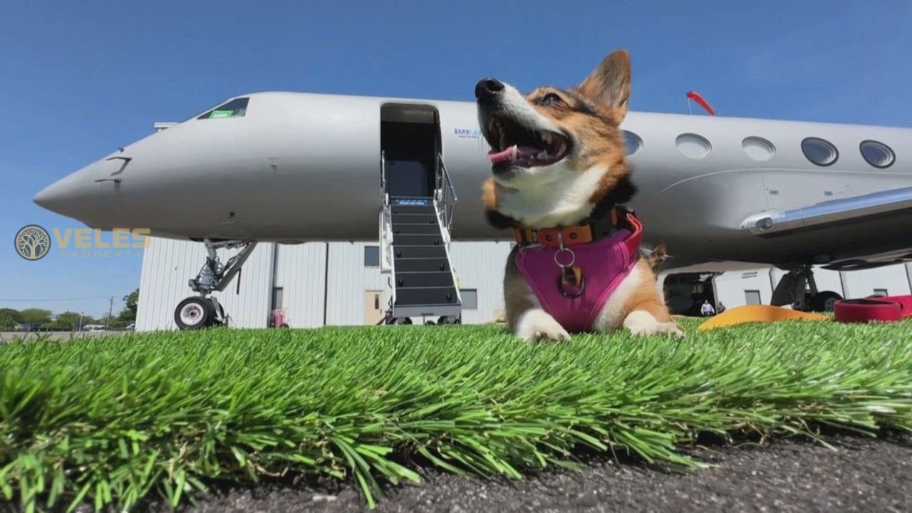 DOGS CAN NOW FLY TO THE USA IN STYLISH AND COMFORTABLE