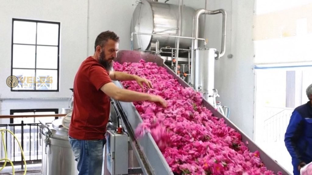 BULGARIA STARTED MAKING ROSE OIL