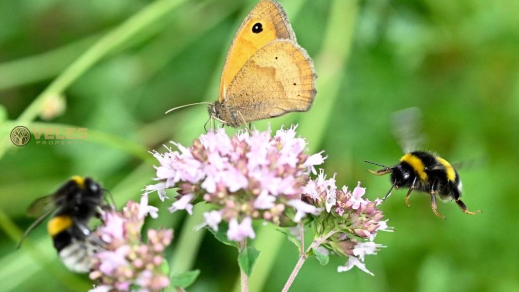 INSECT COUNTING SEASON BEGINS IN GERMANY