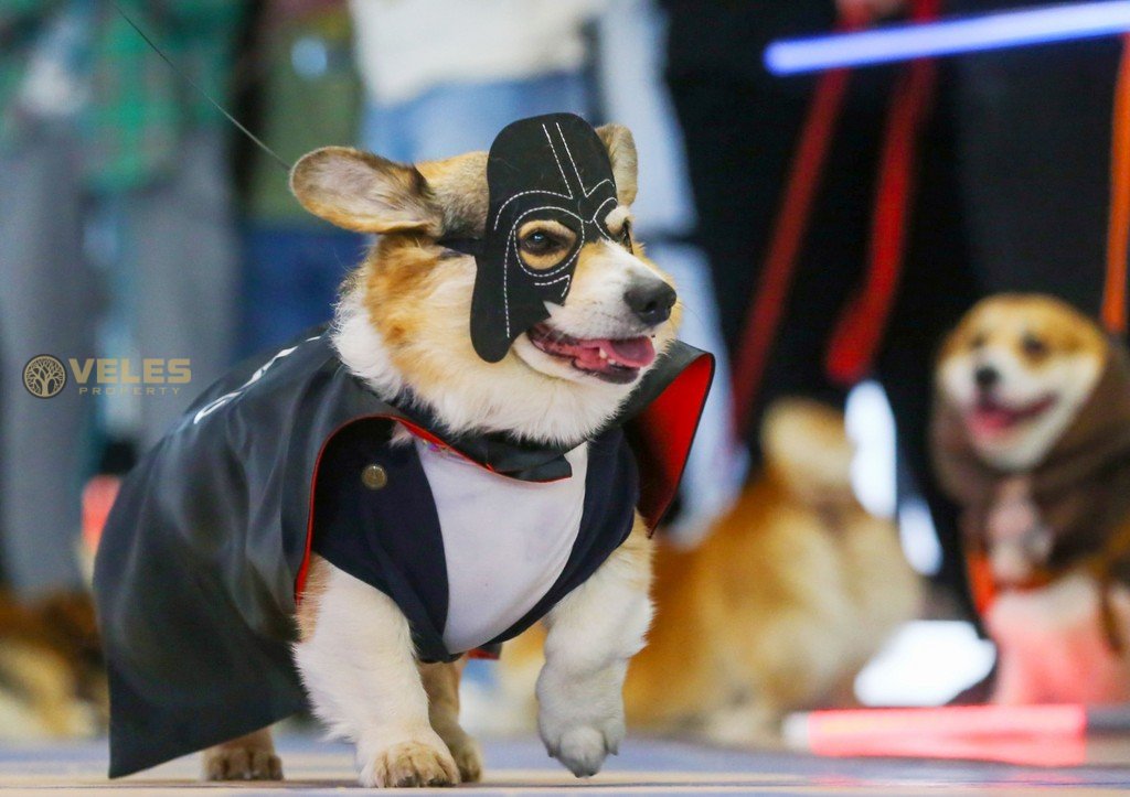 CORGI IN STAR WARS COSTUMES IN MOSCOW