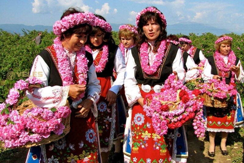 IN BULGARIA THE ROSE HOLIDAY IS CELEBRATED ON A GREAT SCALE