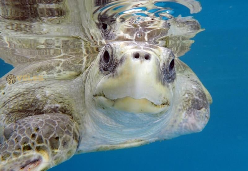 RESCUE TURTLES RETURN TO THE ATLANTIC