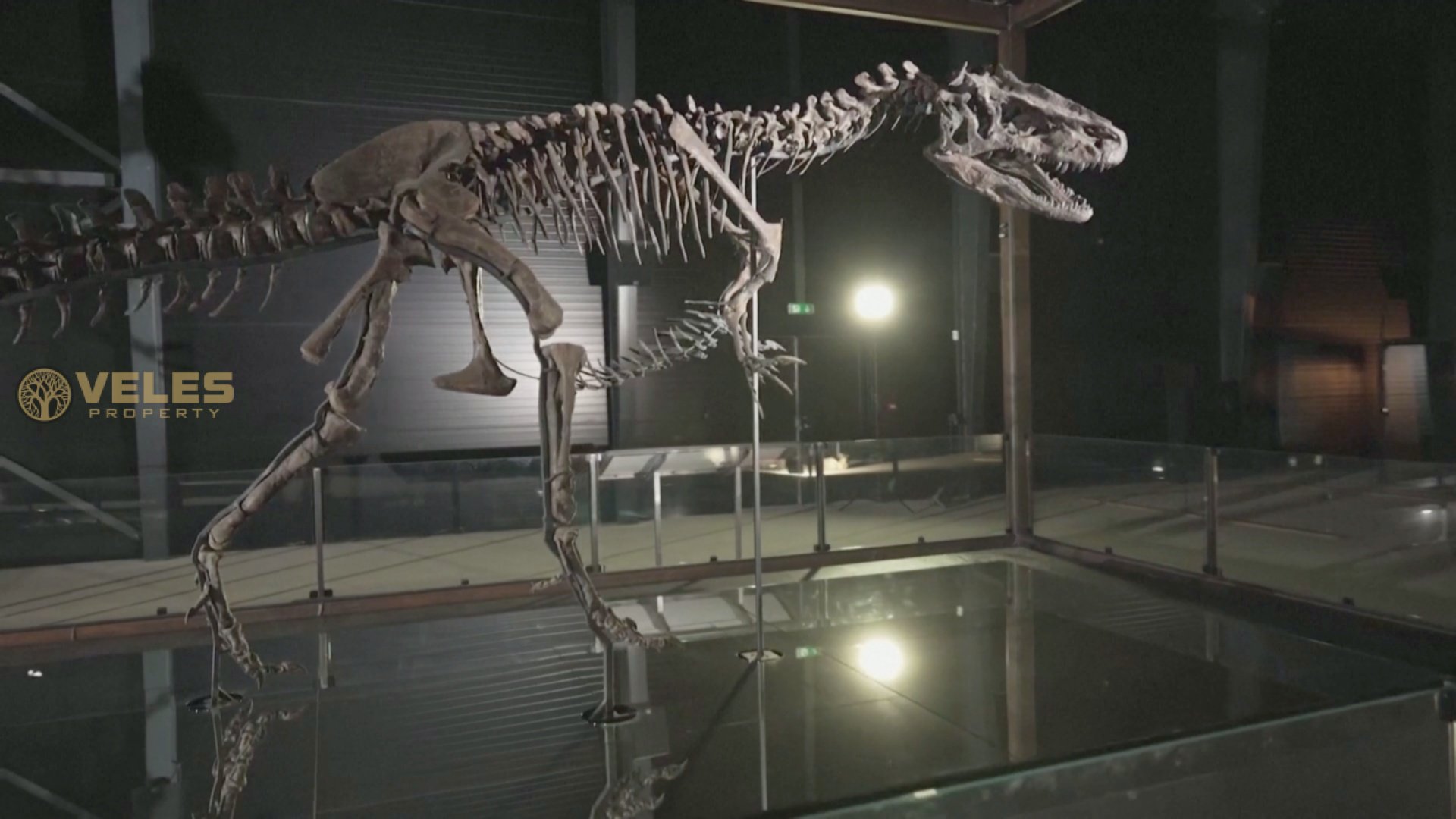 AMAZINGLY COMPLETE DINOSAUR SKELETON SHOWN IN DENMARK - Veles Property