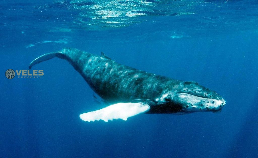 MORE HUMPBACK WHALES ARE COMING TO BRAZIL