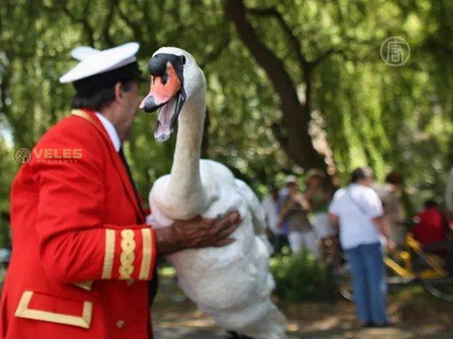 THE ROYAL SWANS COUNT ON THE THAMES