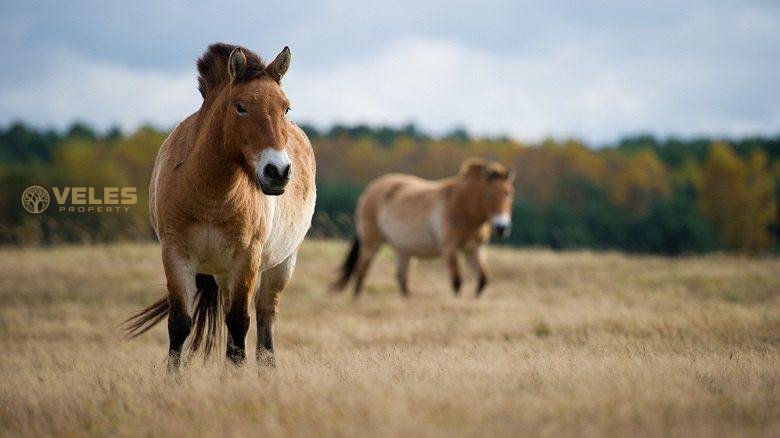 DRONES HELP MONITOR RARE PRZHEWALSKY HORSES