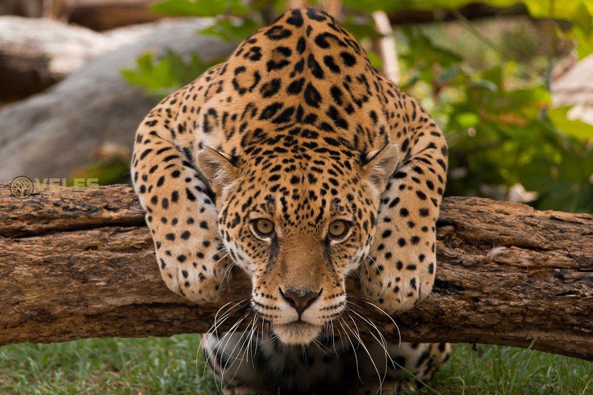 JAGUAR CUBS ATTRACT CROWD TO MEXICO CITY ZOO