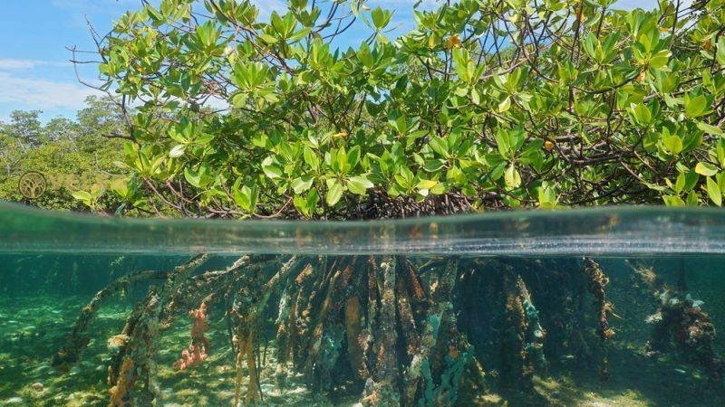 COSTA RICA RESTORES MANGROVES TO ATTRACT TOURISTS AND HELP FISHERMEN