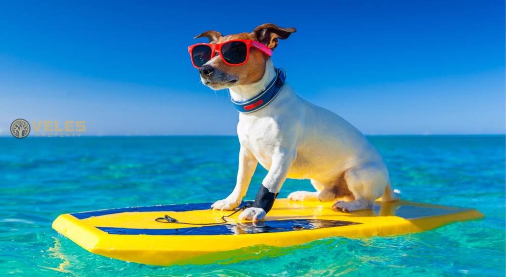 HOW CALIFORNIA DOGS ARE TAUGHT TO SURF