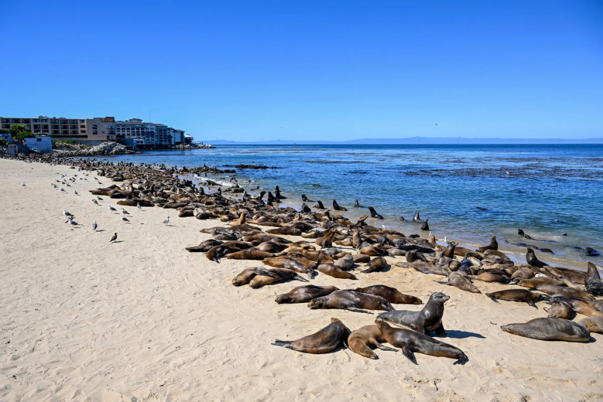 HUNDREDS OF SEA LIONS HAVE TEMPORARILY TAKEN OVER A BEACH IN CALIFORNIA