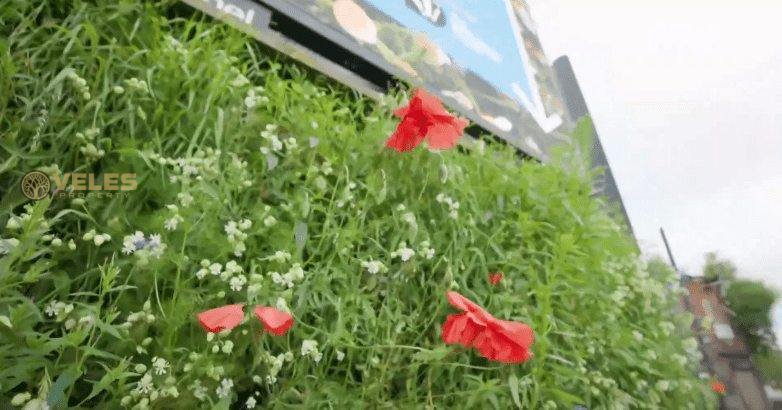 VERTICAL MEADOWS WILL HELP CONSERVE BIODIVERSITY IN THE UK