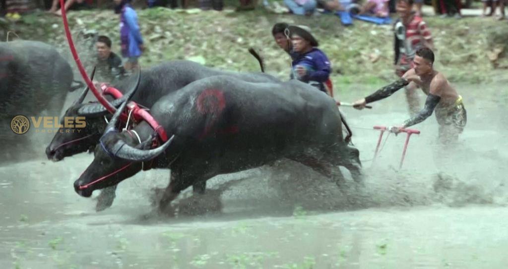 TRADITIONAL WATER BUFFALO RACES ARE HELD IN THAILAND