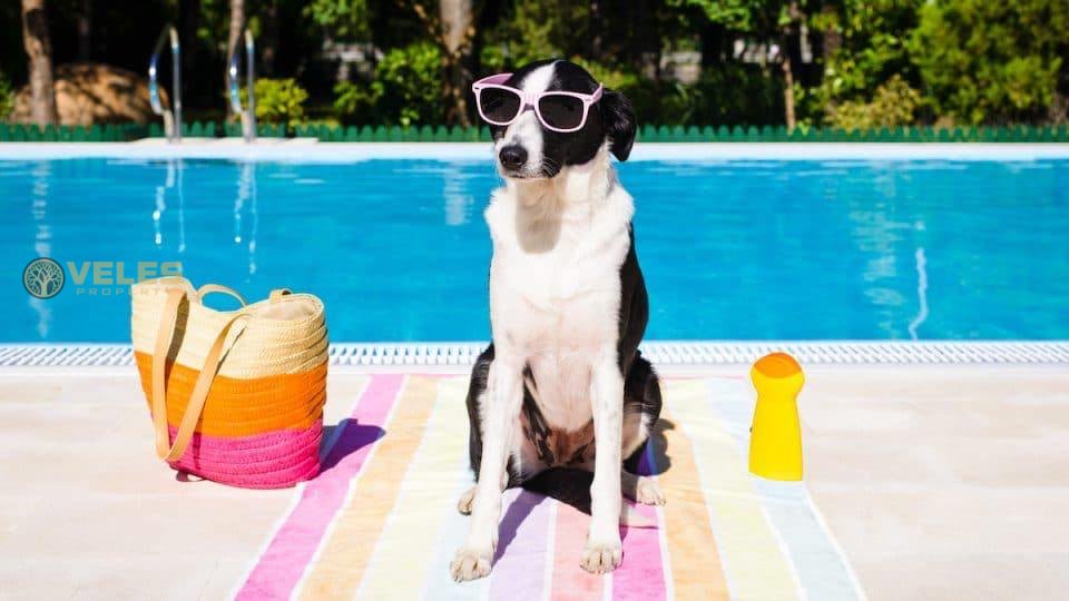 A WATER PARK FOR DOGS OPENING IN SPAIN