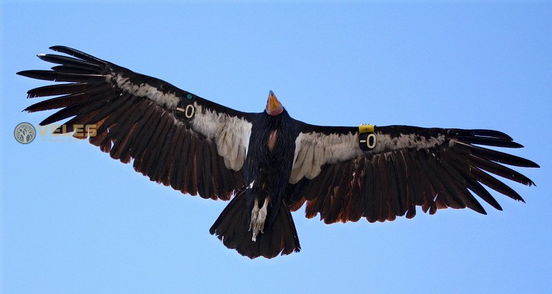 RARE CALIFORNIA CONDORS RETURN TO MEXICO'S SKIES