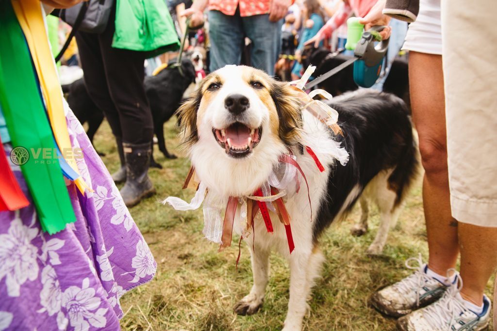 Hundreds of dogs and owners attended Petshop Days in Moscow.