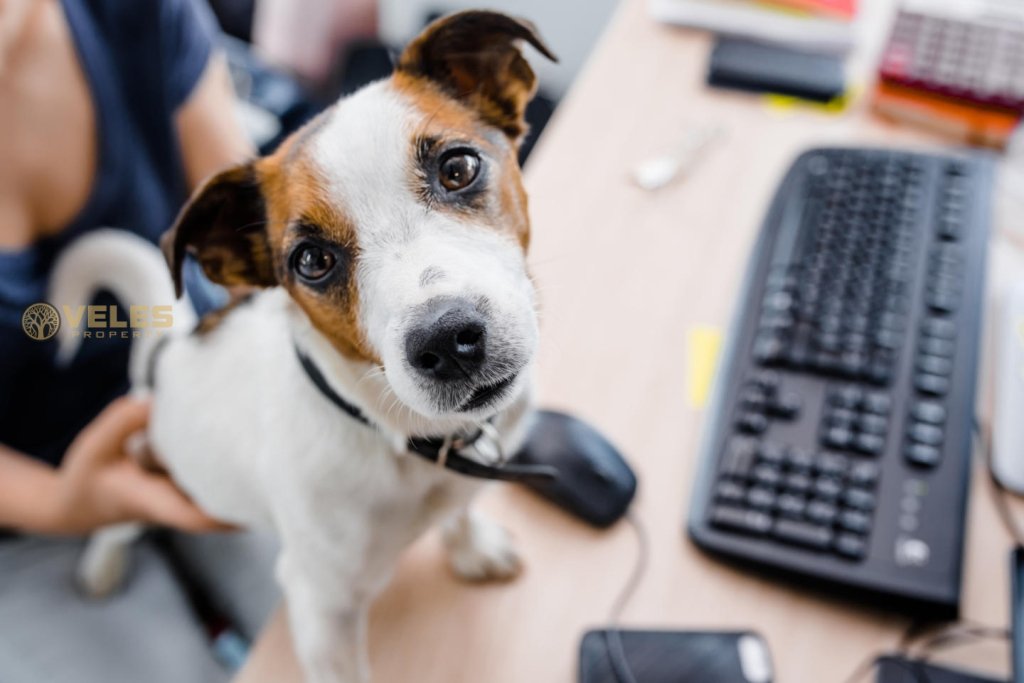 Why an Insurance Company Welcomes Dogs at Work