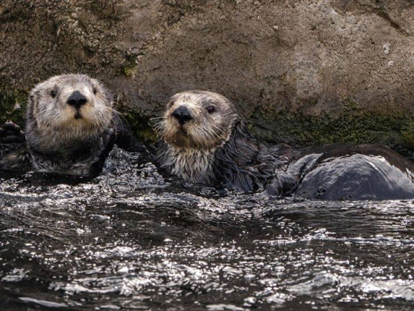 Two rescued wild boars now live at the New York Aquarium.