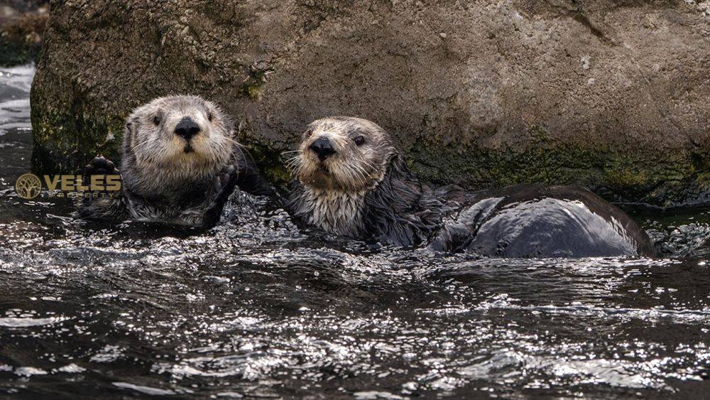 Two rescued wild boars now live at the New York Aquarium.