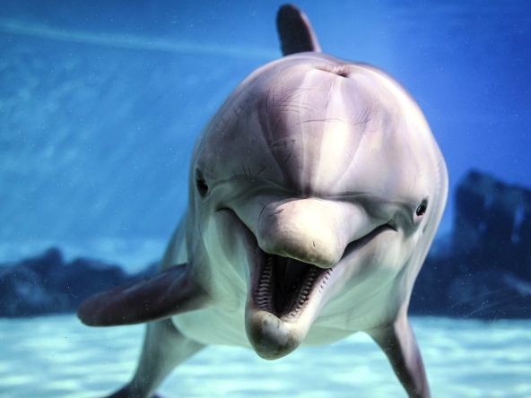 Scientists: Dolphins Smile During Play!