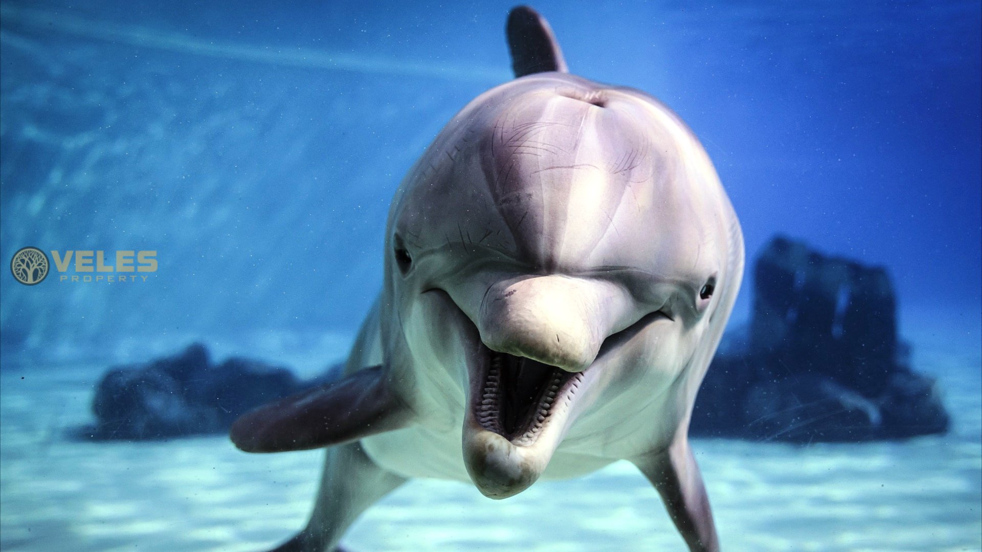 Scientists: Dolphins Smile During Play!