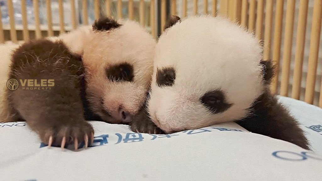 Panda Population in Hong Kong Triples with Birth of Twin Cubs